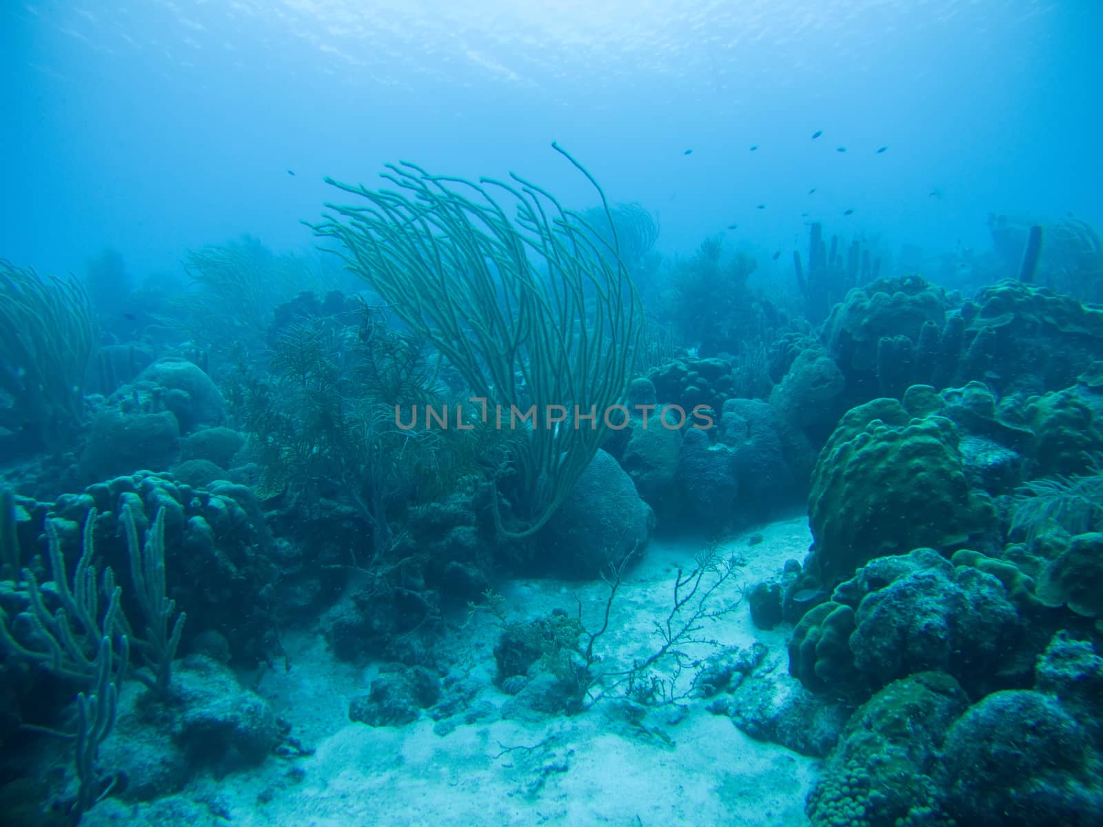 coral life caribbean sea underwater