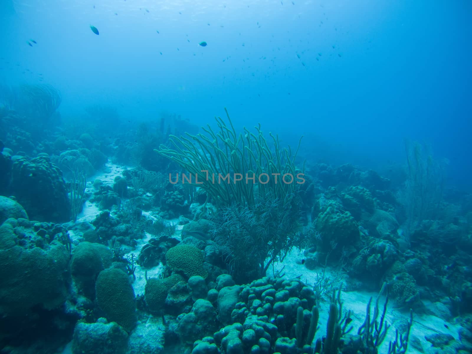 coral life caribbean sea underwater by desant7474