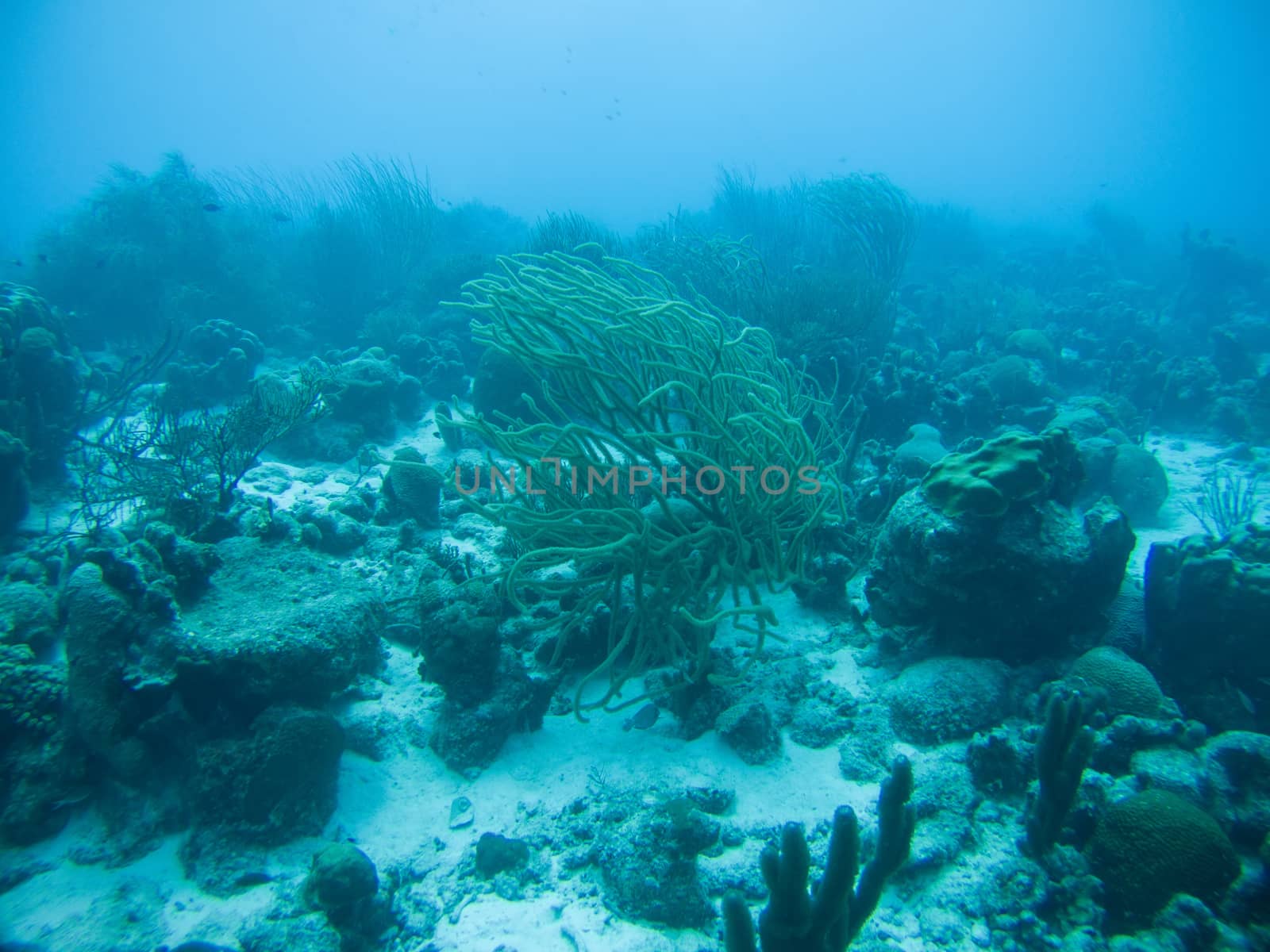 coral life caribbean sea underwater by desant7474