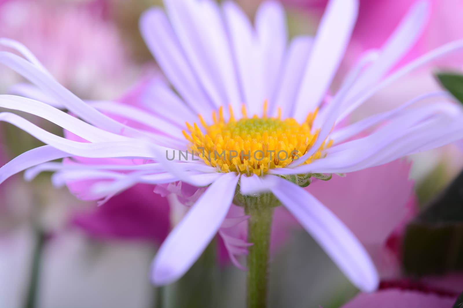 Spring Camomile flower close up. Luxury bouquet