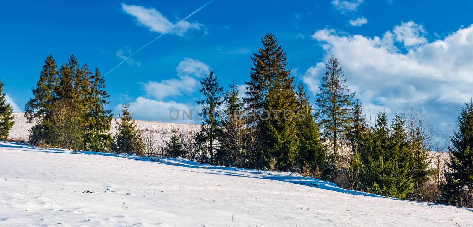 row of spruce trees on a snowy hillside by Pellinni