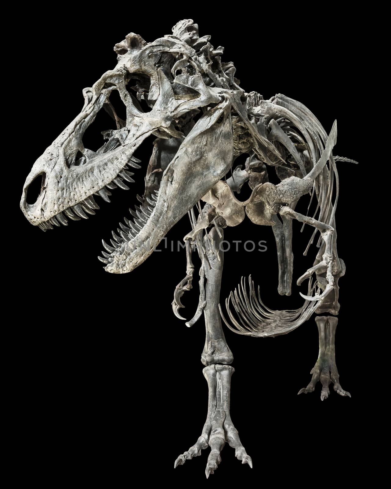 Tyrannosaurus Rex skeleton on isolated background .