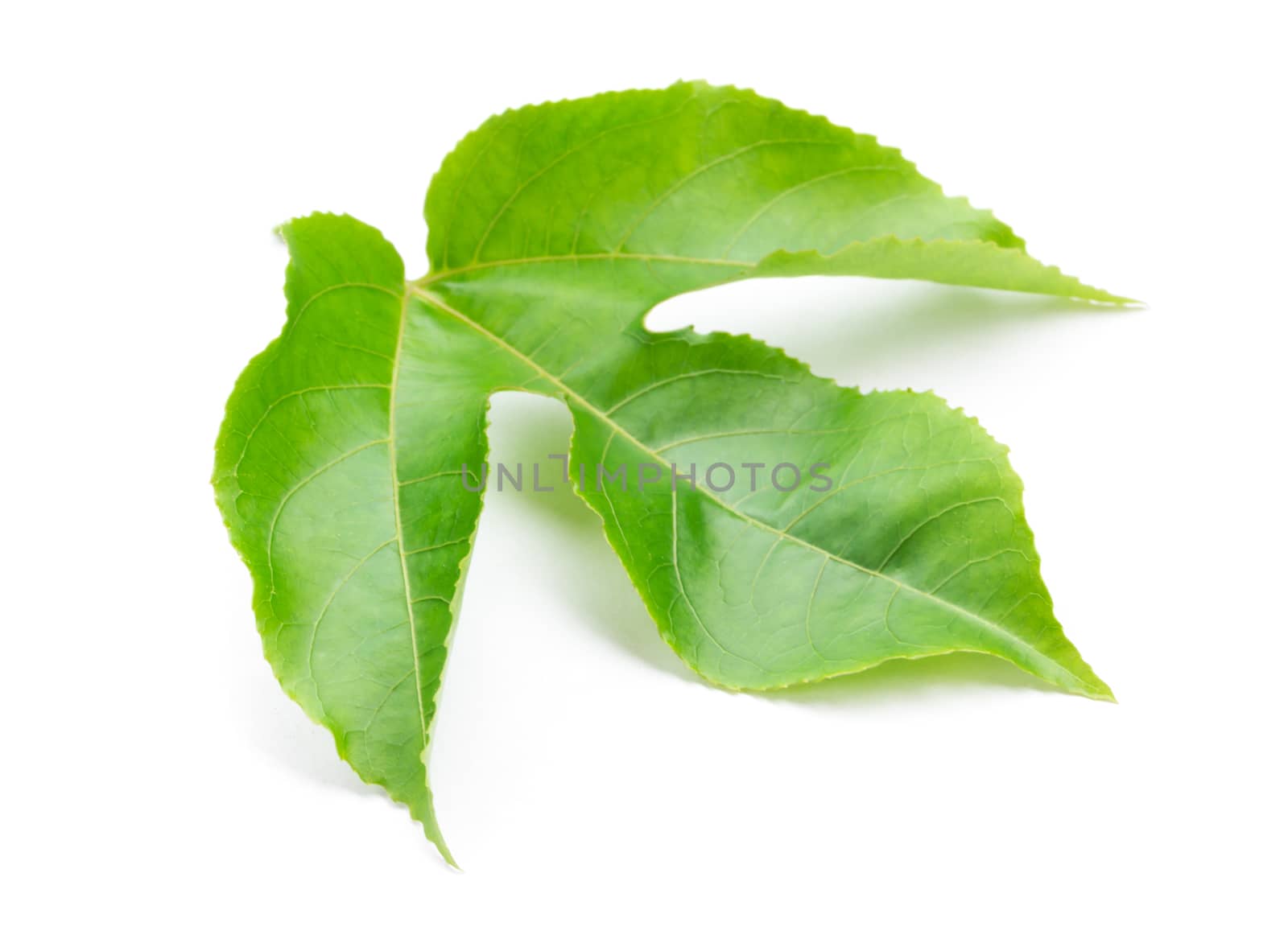 Green leaves of passion fruit on white background