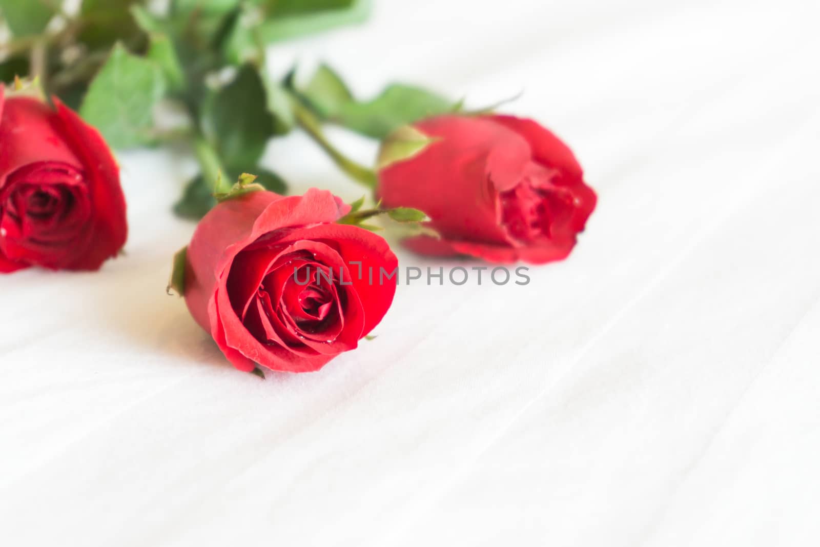Closeup red rose on white bed background, love and romantic feeling concept