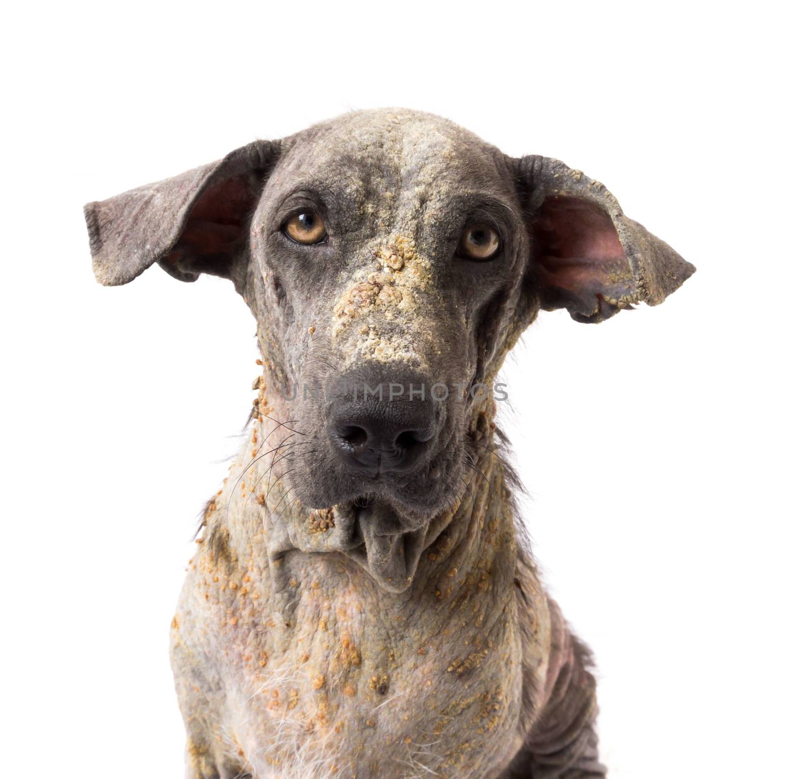 Closeup dog sick leprosy skin problem with white background