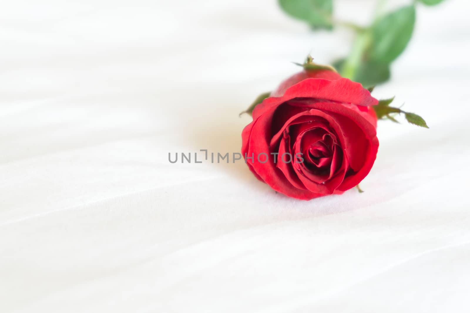Closeup red rose on white bed background, love and romantic feeling concept
