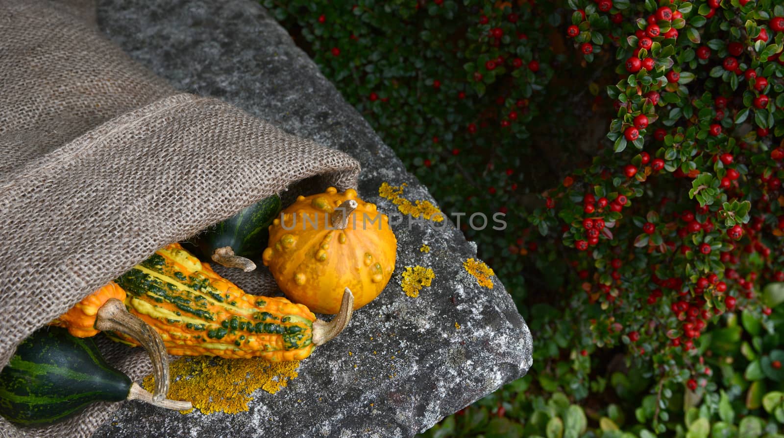Hessian sack of unusual warty orange and green gourds on the corner of a stone garden seat