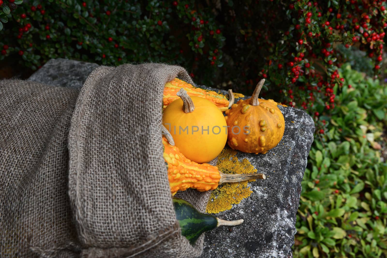 Smooth and warty ornamental gourds spilling from a hessian sack in a fall garden