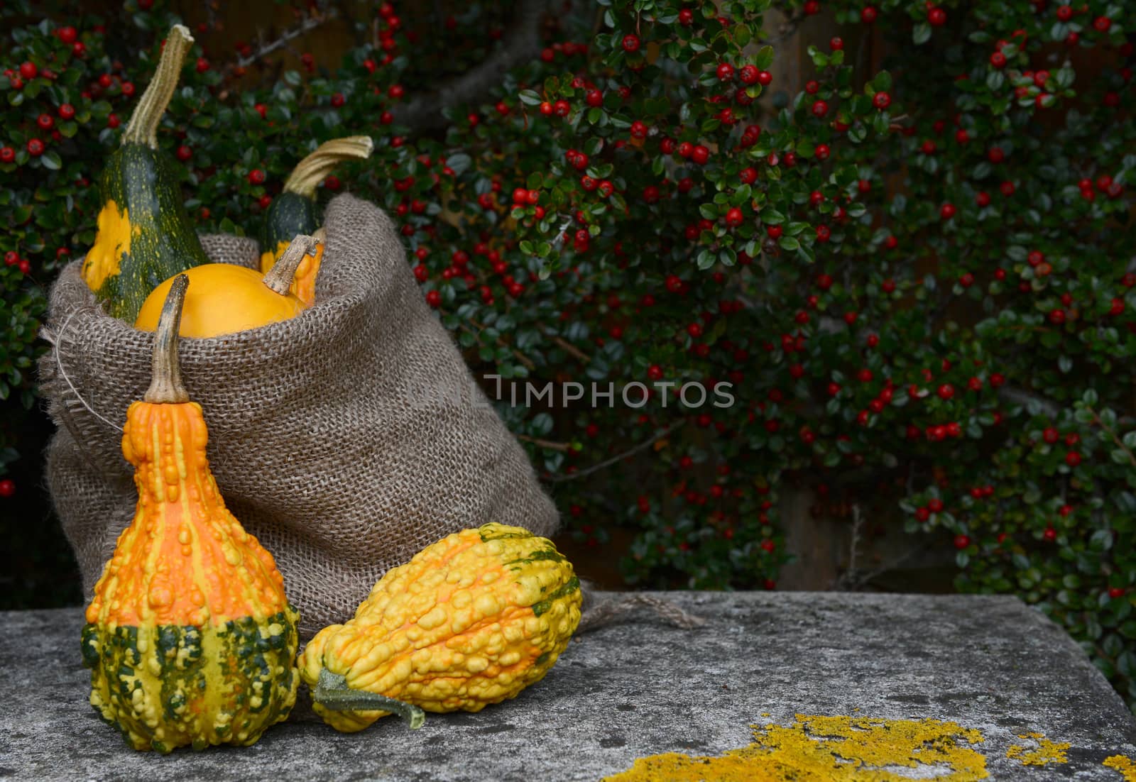 Jute sack of ornamental gourds and warty squashes with copy space on a weathered stone bench