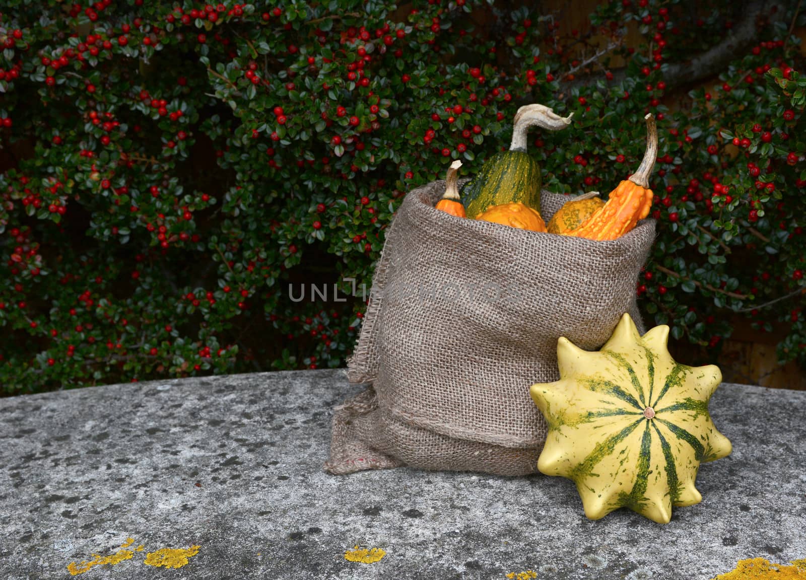 Full sack of orange and green ornamental gourds, with striped Crown of Thorns squash on stone bench with copy space