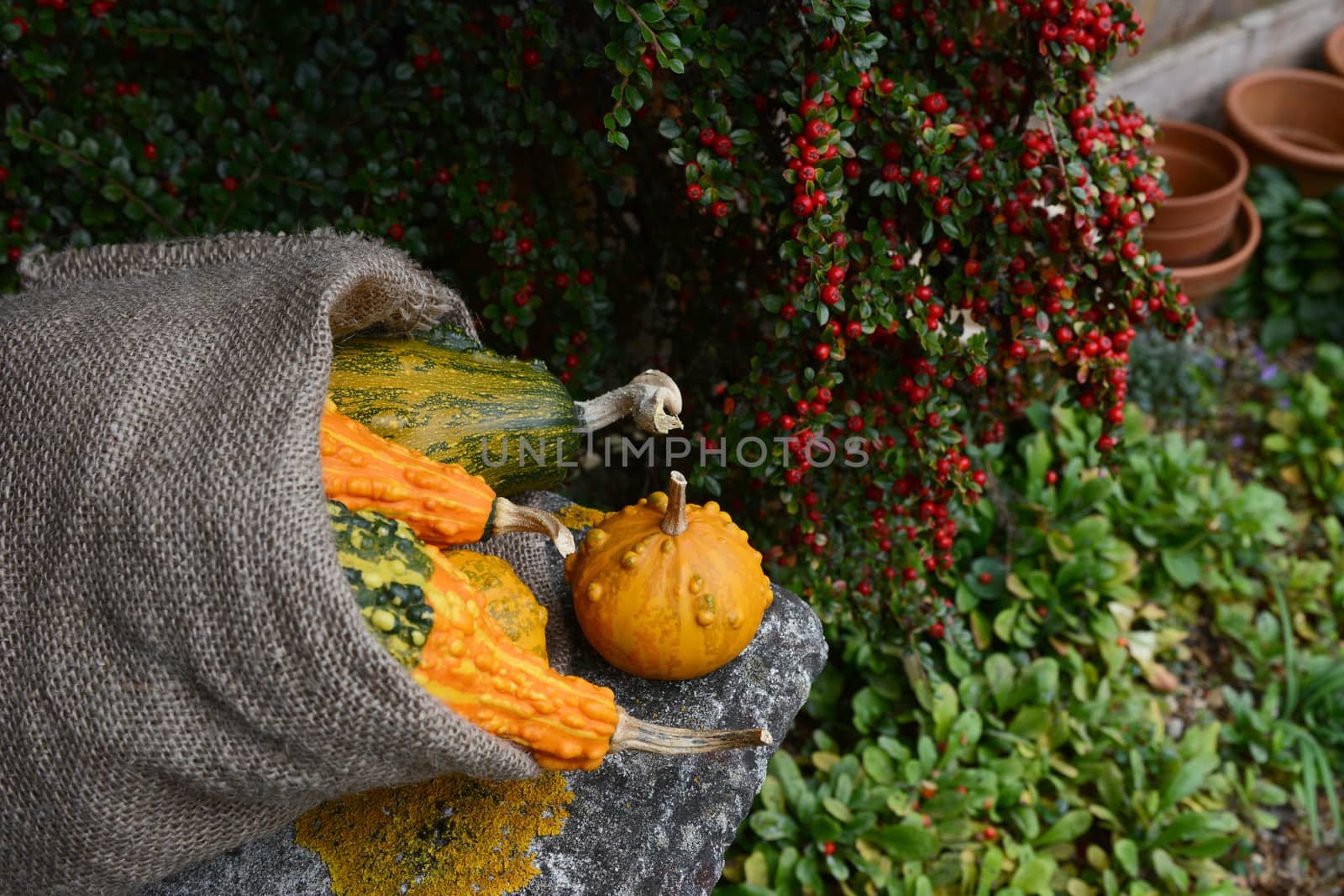 Rough hessian sack of warty ornamental gourds on a stone bench in an autumnal garden