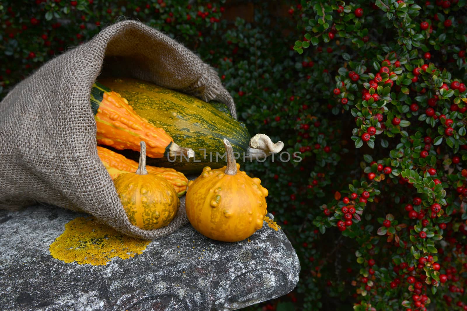 Jute sack overflowing with orange and green warty gourds on a weathered stone bench, next to cotoneaster bush