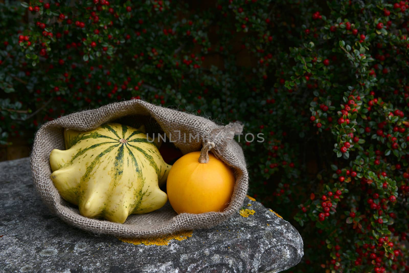 Open hessian sack with Crown of Thorns and smooth orange gourds on weathered stone bench, against red cotoneaster berries 