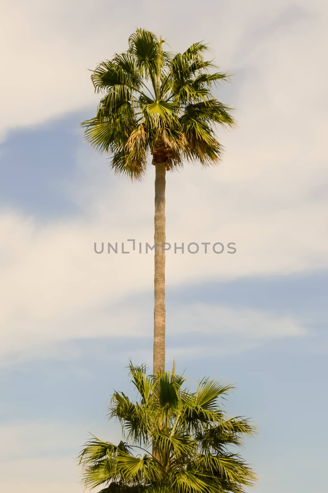 Isolated palm tree in a garden  by Philou1000