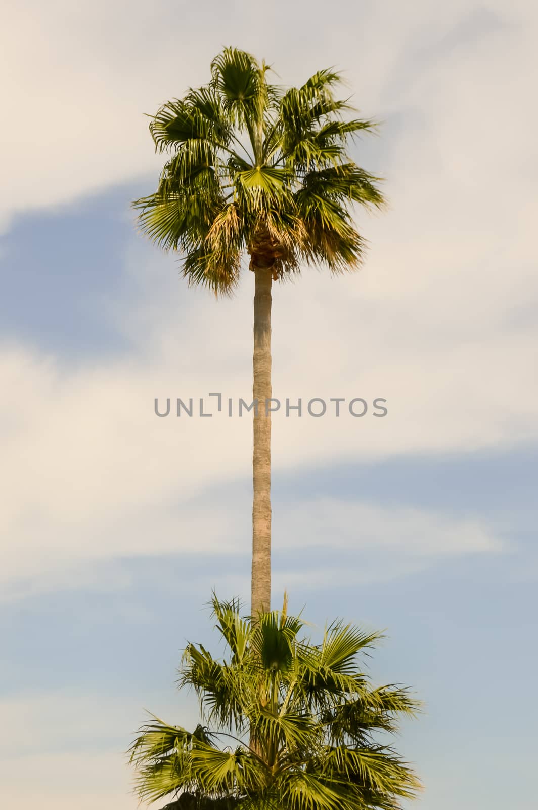 Isolated palm tree in a garden of the island of Crete