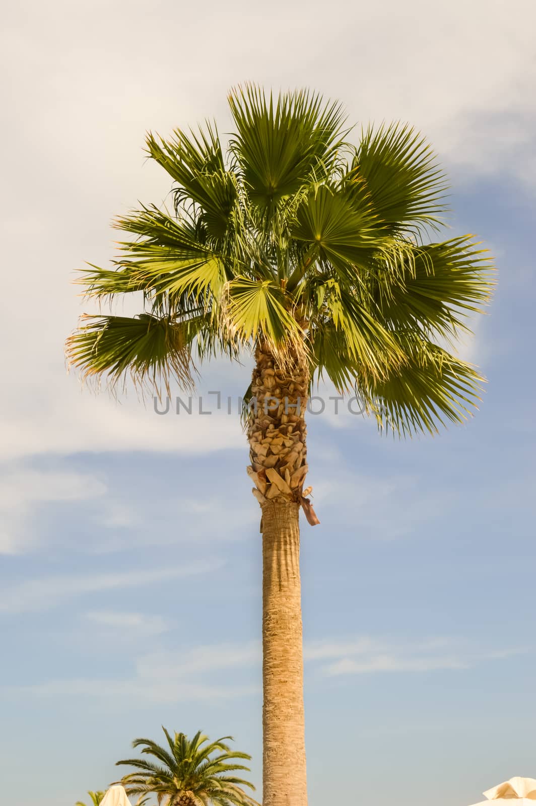 Isolated palm tree in a garden  by Philou1000