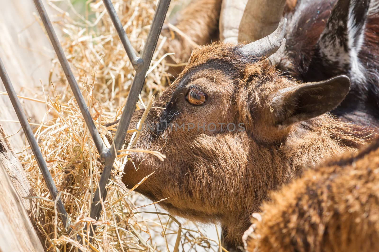 Brown goat eating hay - Selective focus on the eye