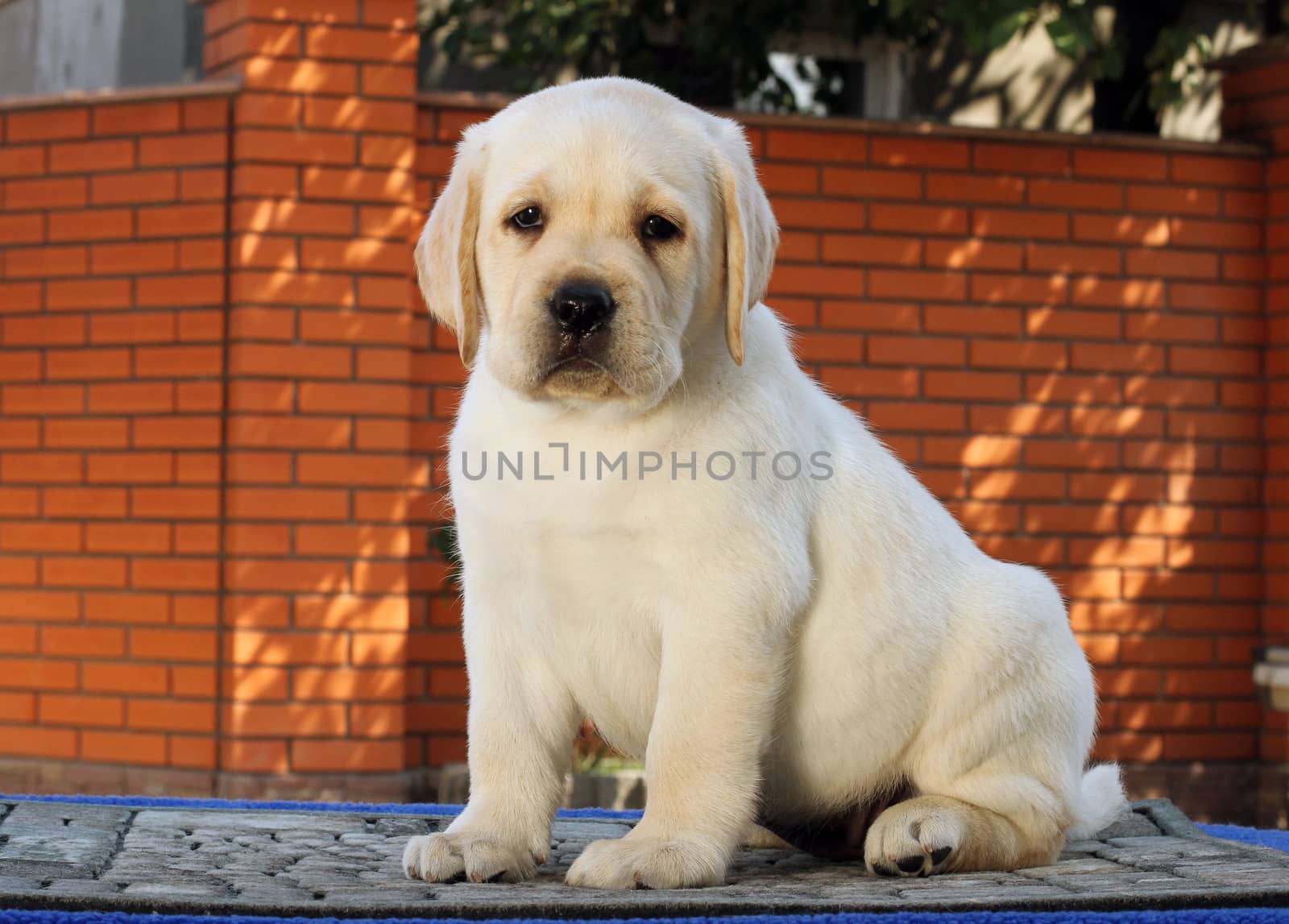 the little yellow labrador puppy sitting on blue background