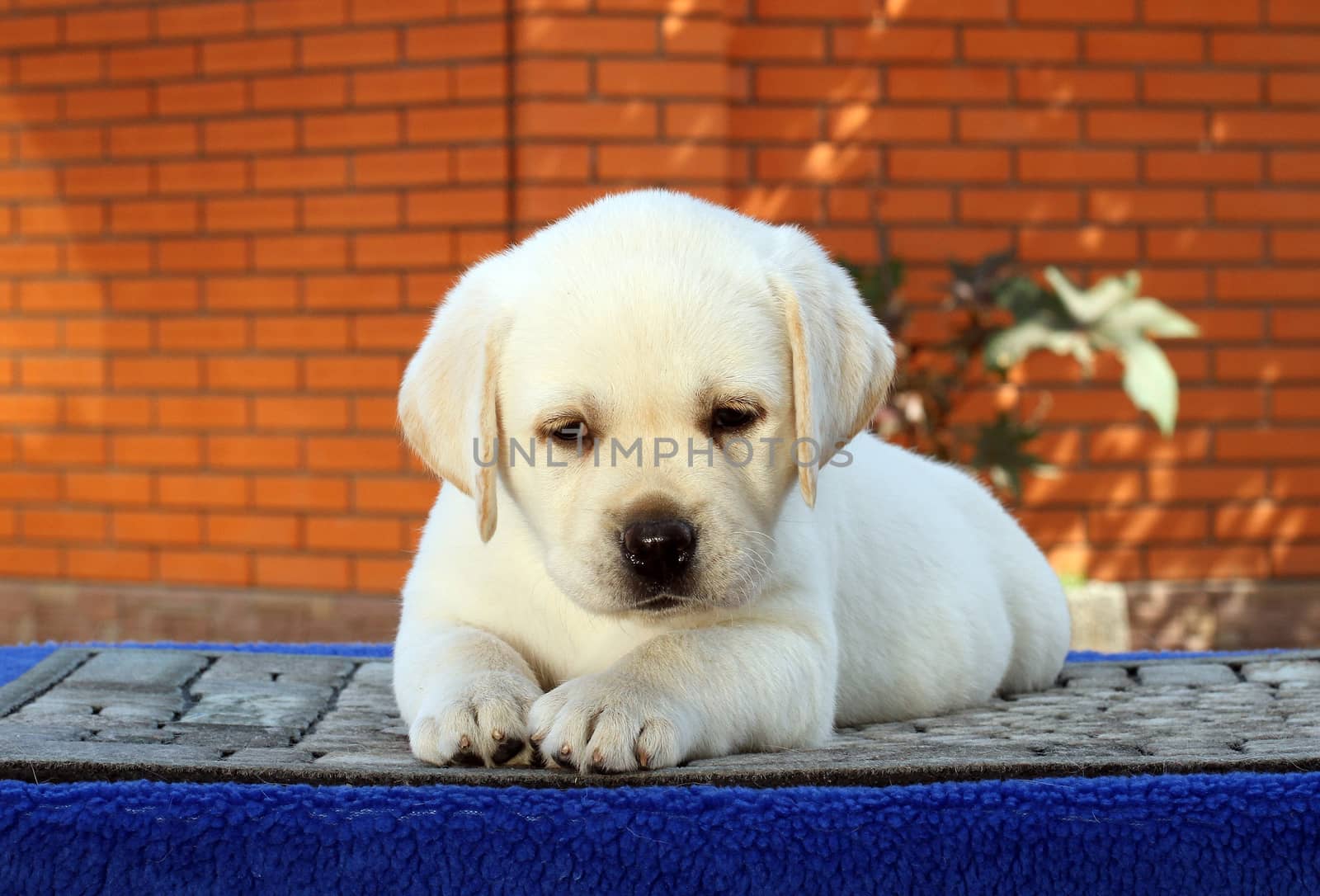 little yellow labrador puppy sitting on blue background