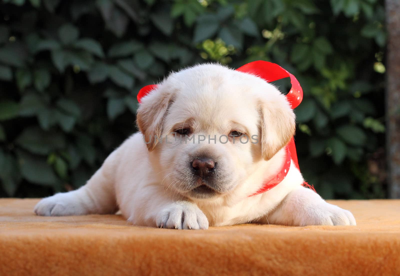 little yellow labrador puppy sitting on yellow background