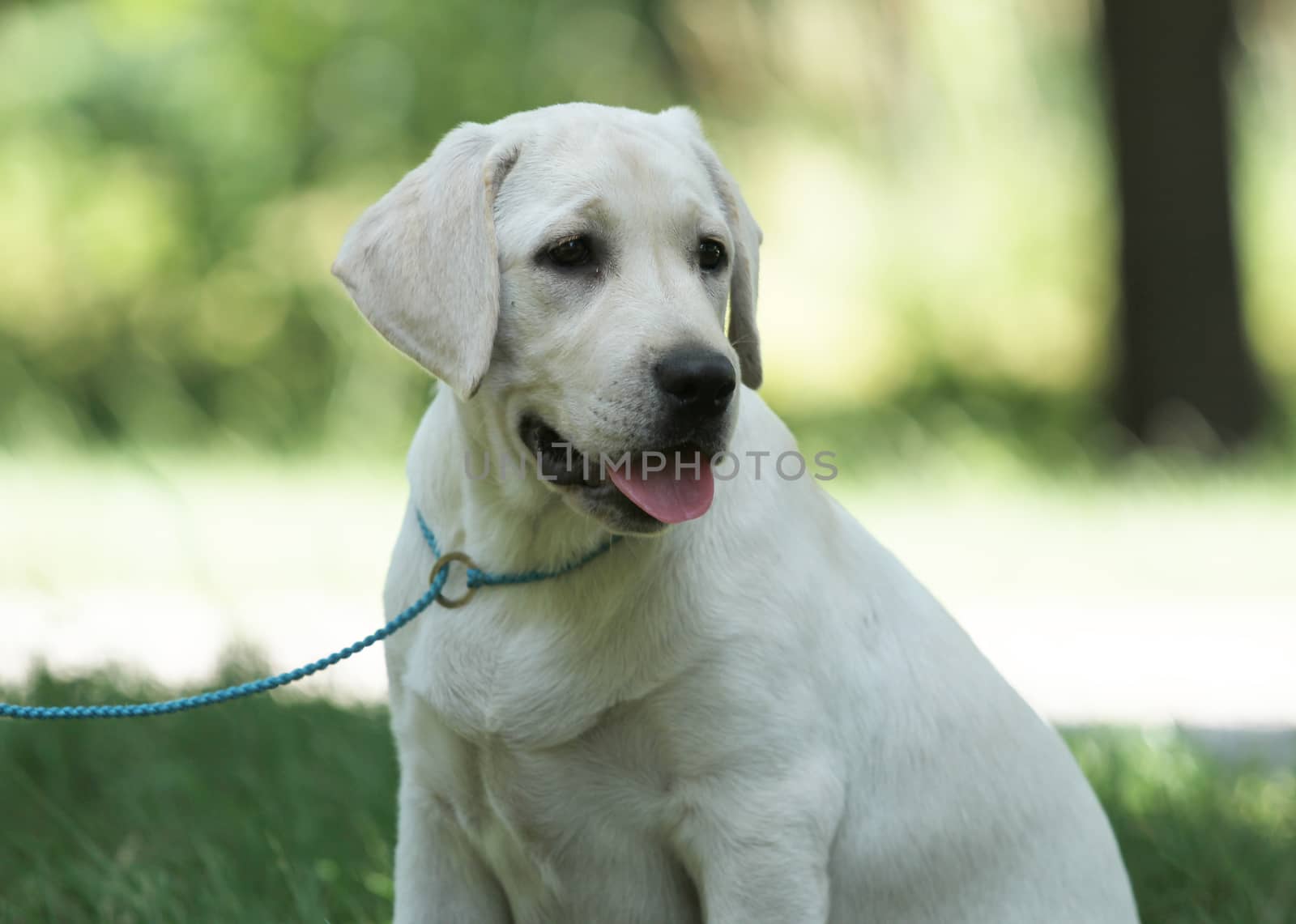 little yellow labrador puppy sitting in the park
