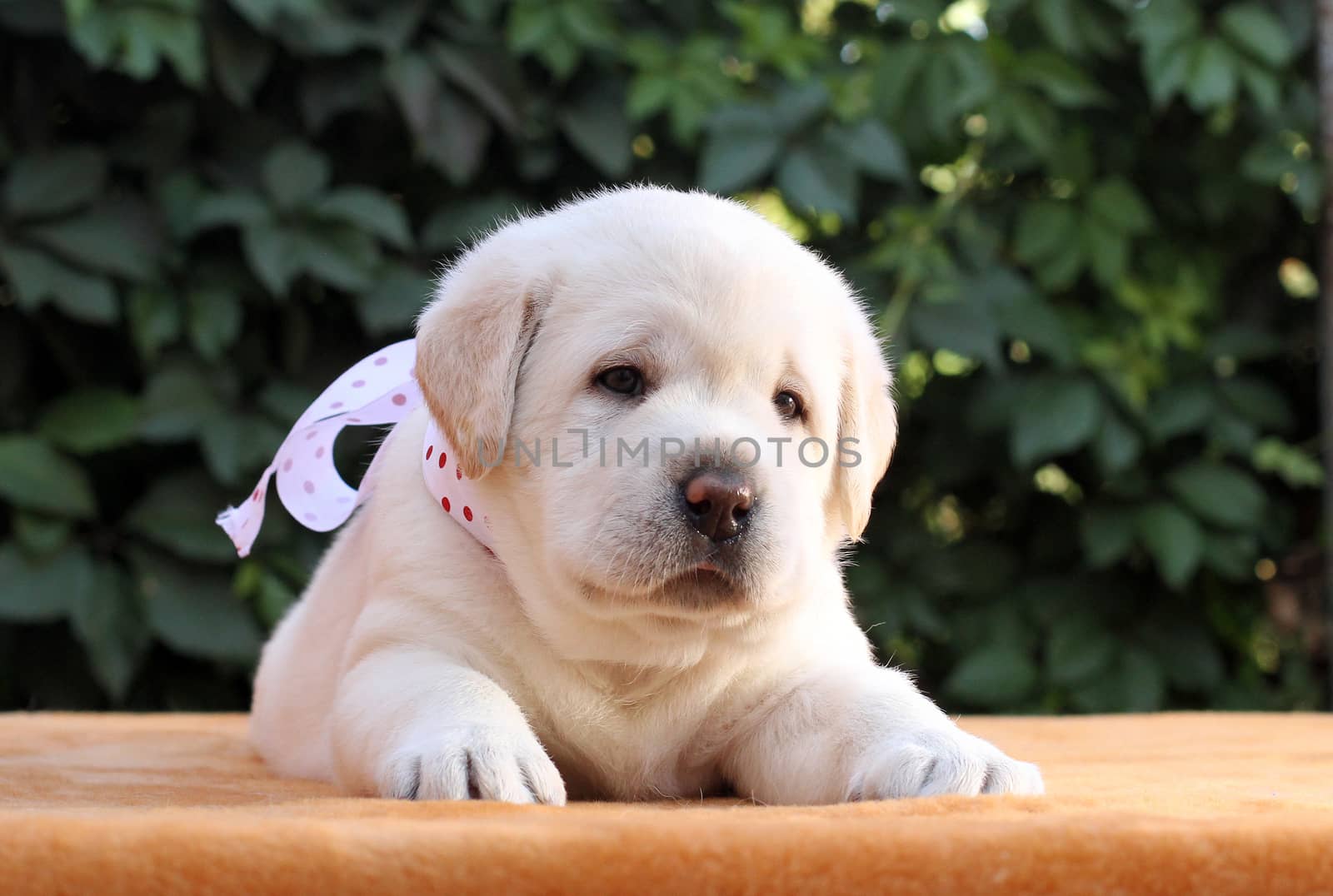 the little yellow labrador puppy sitting on yellow background