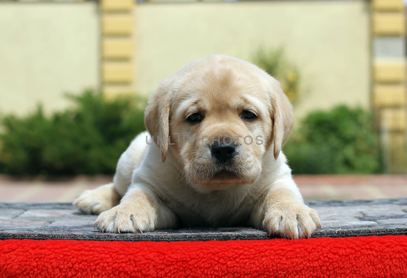 the little yellow labrador puppy sitting on red background