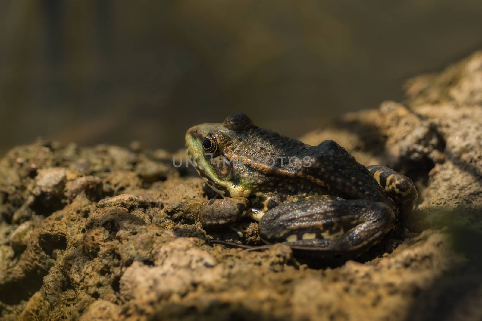 Frog sitting on the ground in the sun