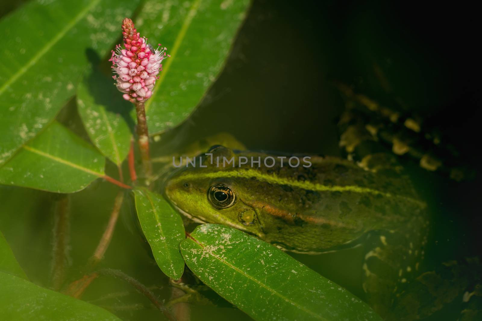 Frog in the water between leaves