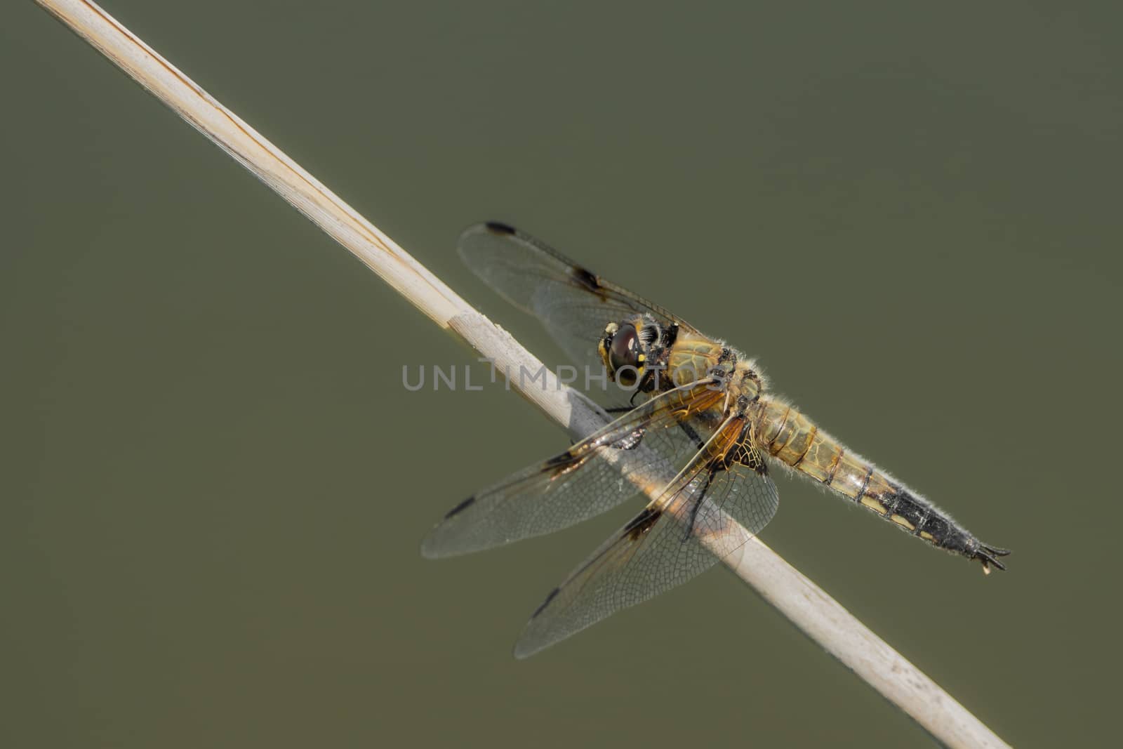 Large dragonfly on a small branch by sandra_fotodesign