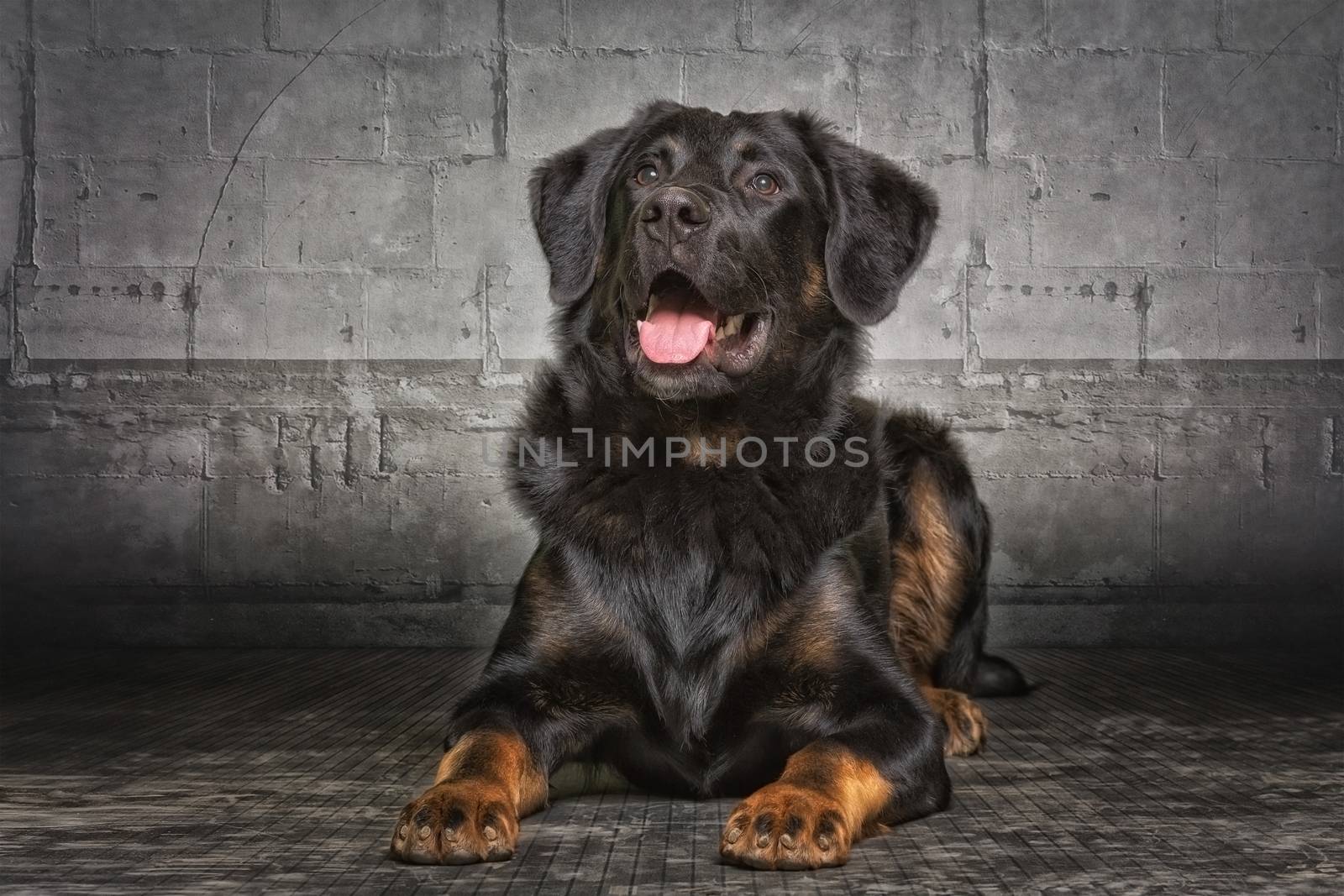 Appenzell sheepdog mixed breed by sandra_fotodesign