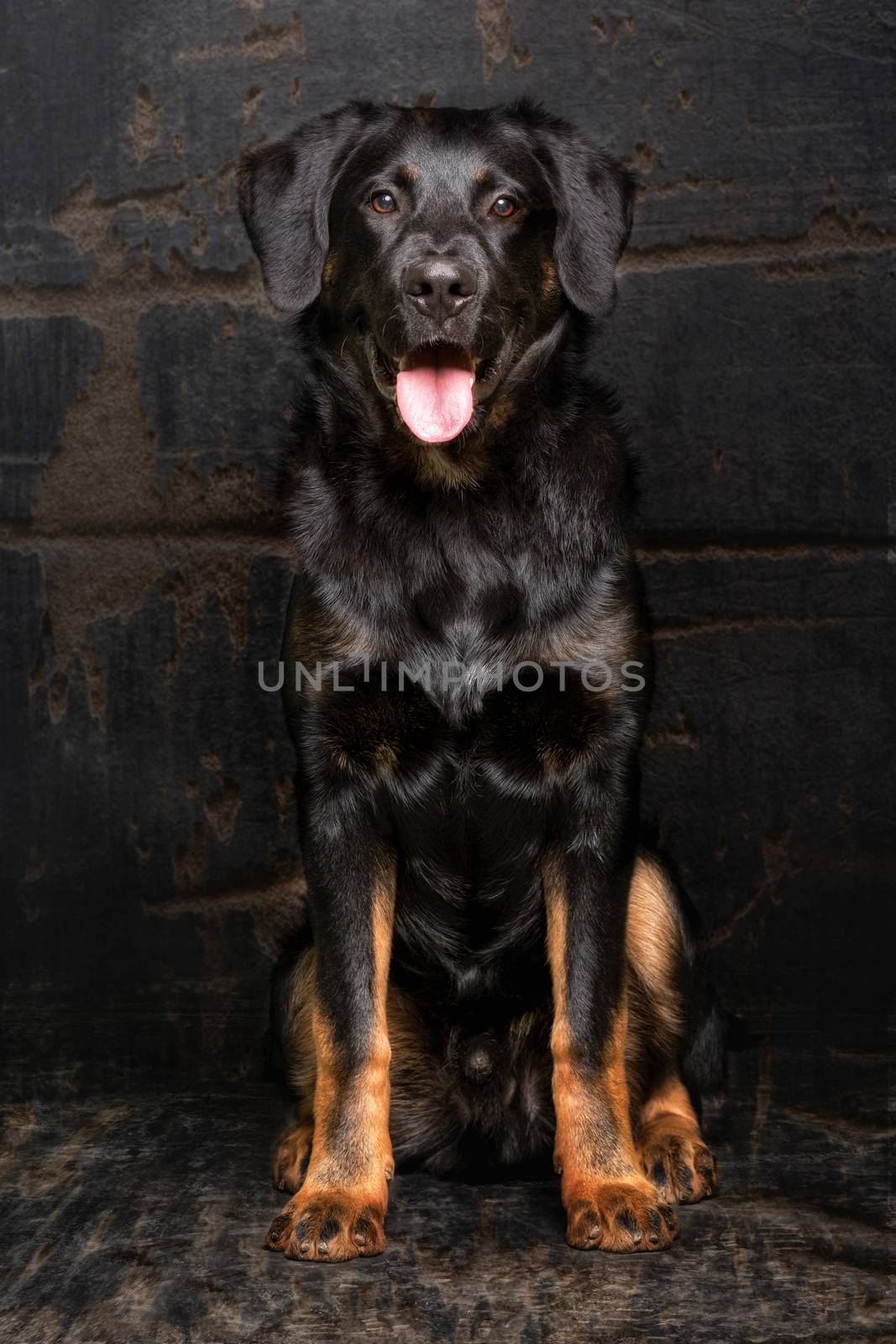 Appenzell sheepdog mixed breed