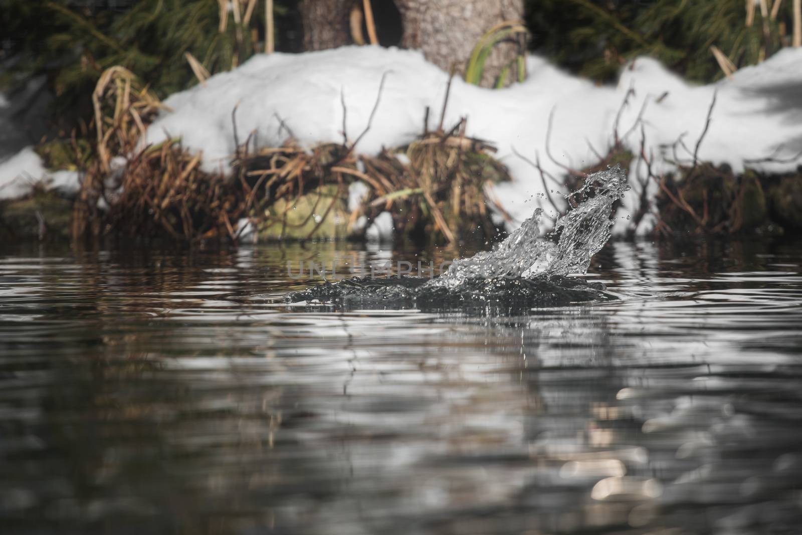 Water splash on small pond