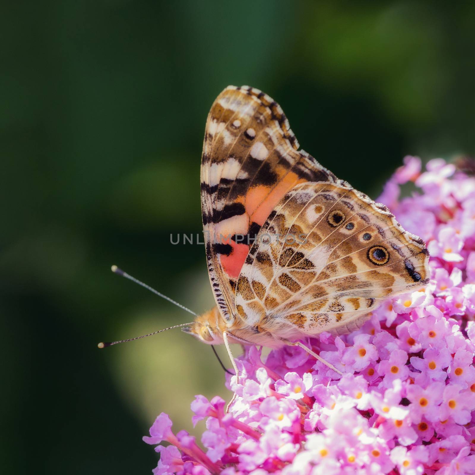 Butterfly on a flower by sandra_fotodesign