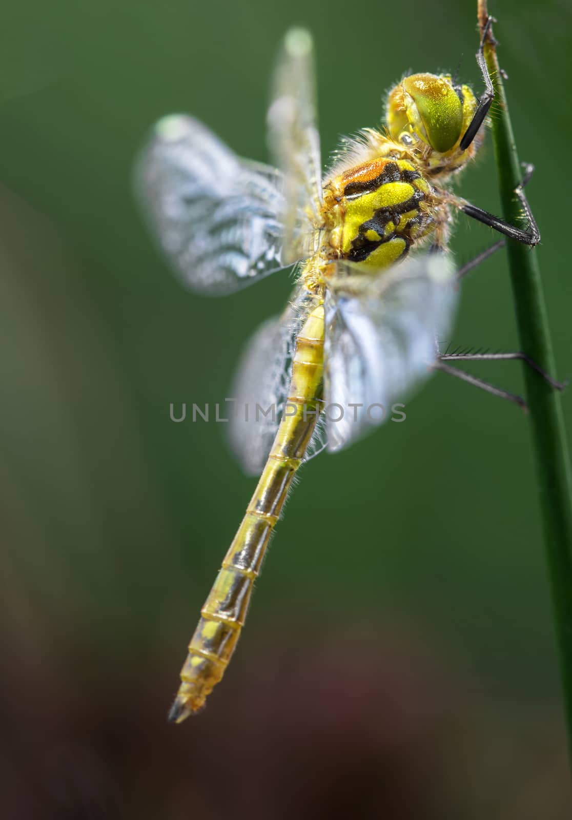 Closeup of a dragonfly in the grass by sandra_fotodesign