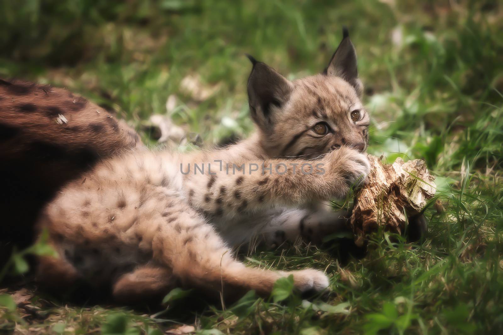Young lynx bobcat playing with wood in the grass