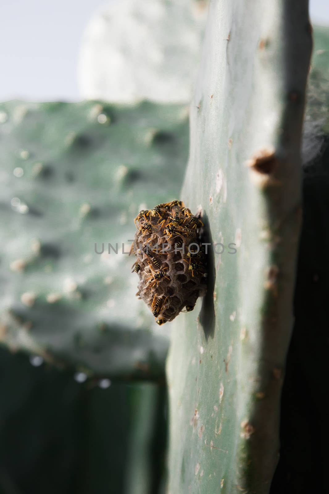 Wasp nest on a cactus leaf by sandra_fotodesign