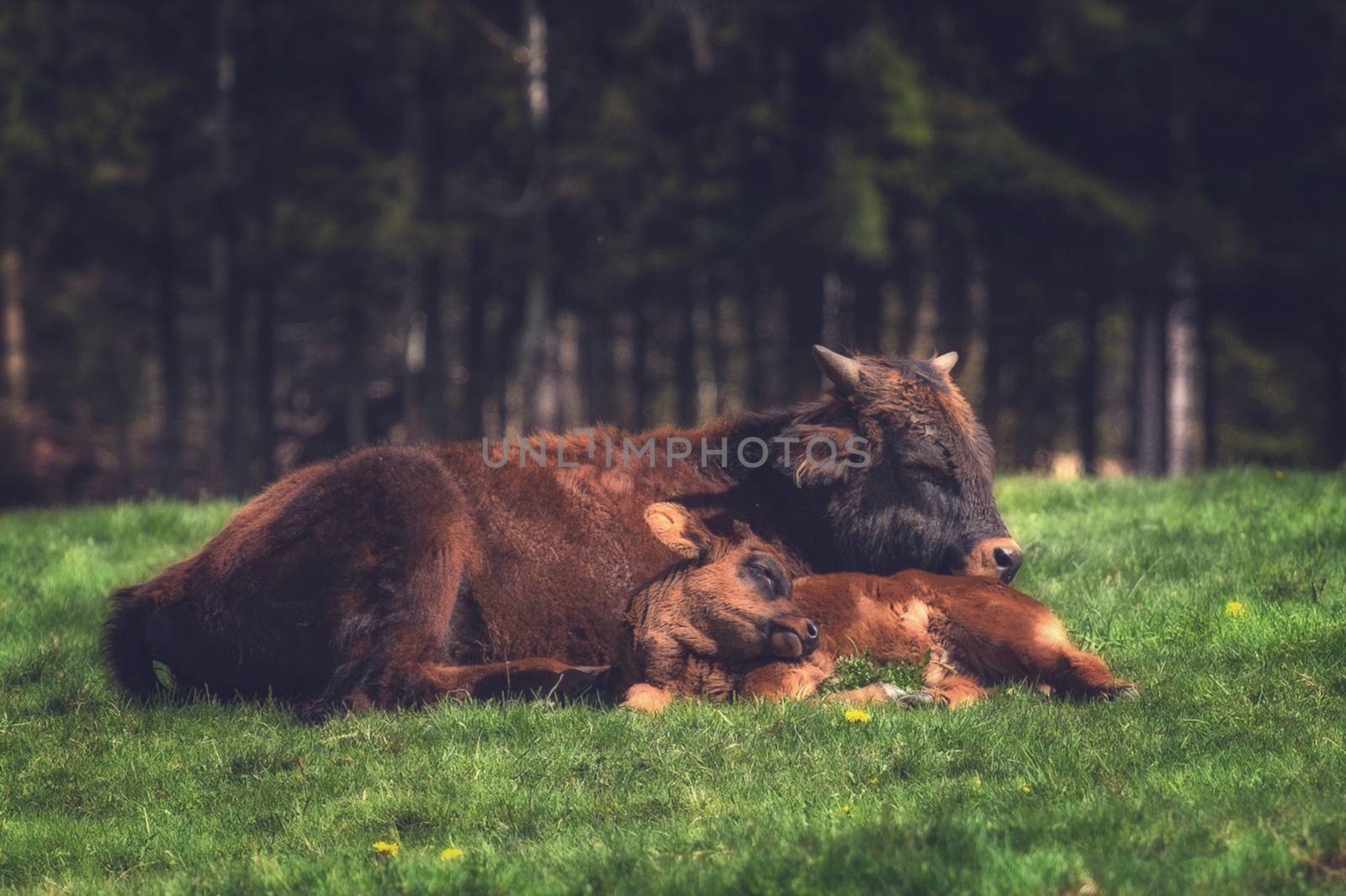 Mother cow and calf lying in a meadow
