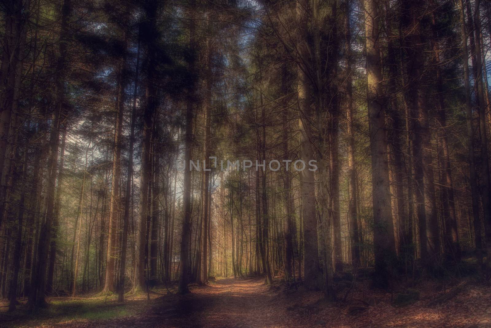 View of the forest with mystical light
