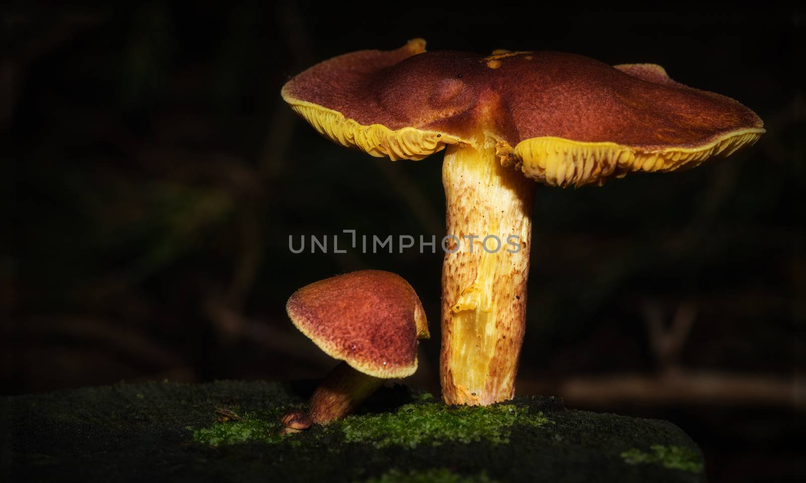 Small mushrooms in the forest with beautiful light by sandra_fotodesign
