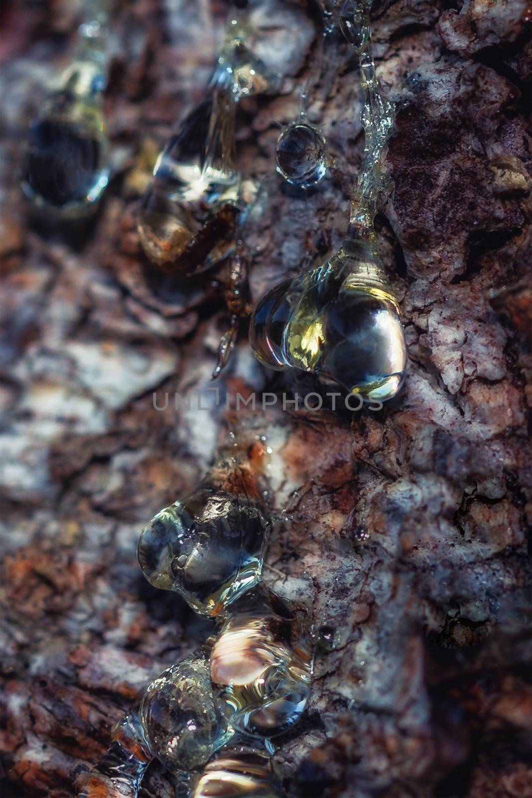 Tree resin drips on the stem in heart shape
