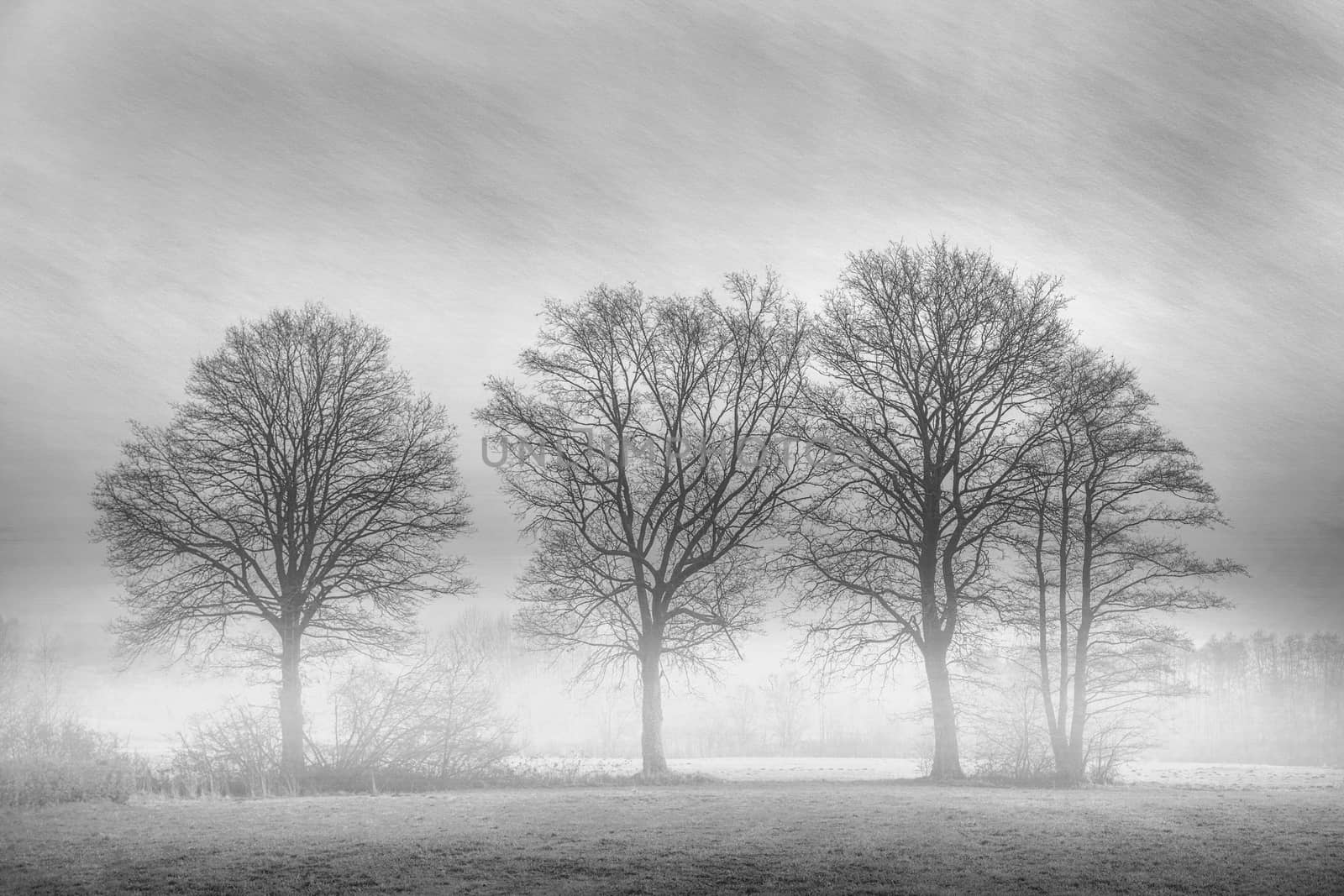 A group of trees with picturesque effect black and white by sandra_fotodesign