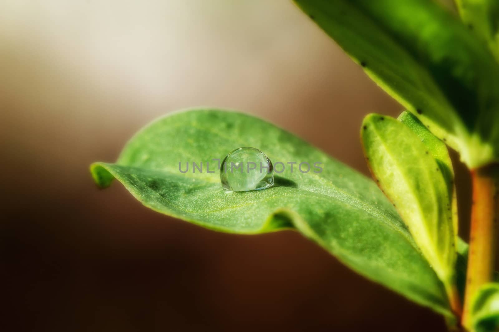 Drops on a leaf after the rain