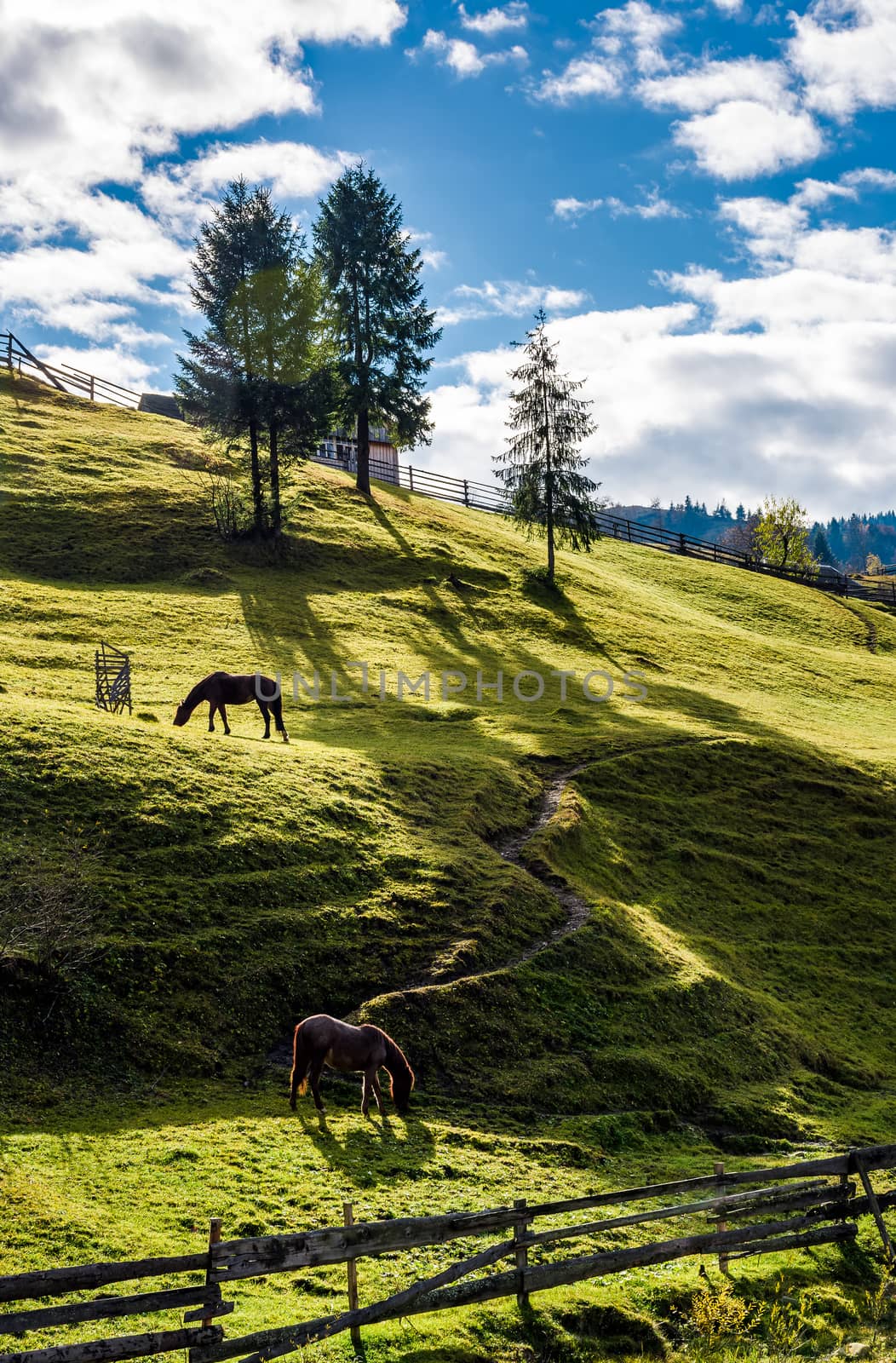 horses grazing on the gassy slope near the trees by Pellinni