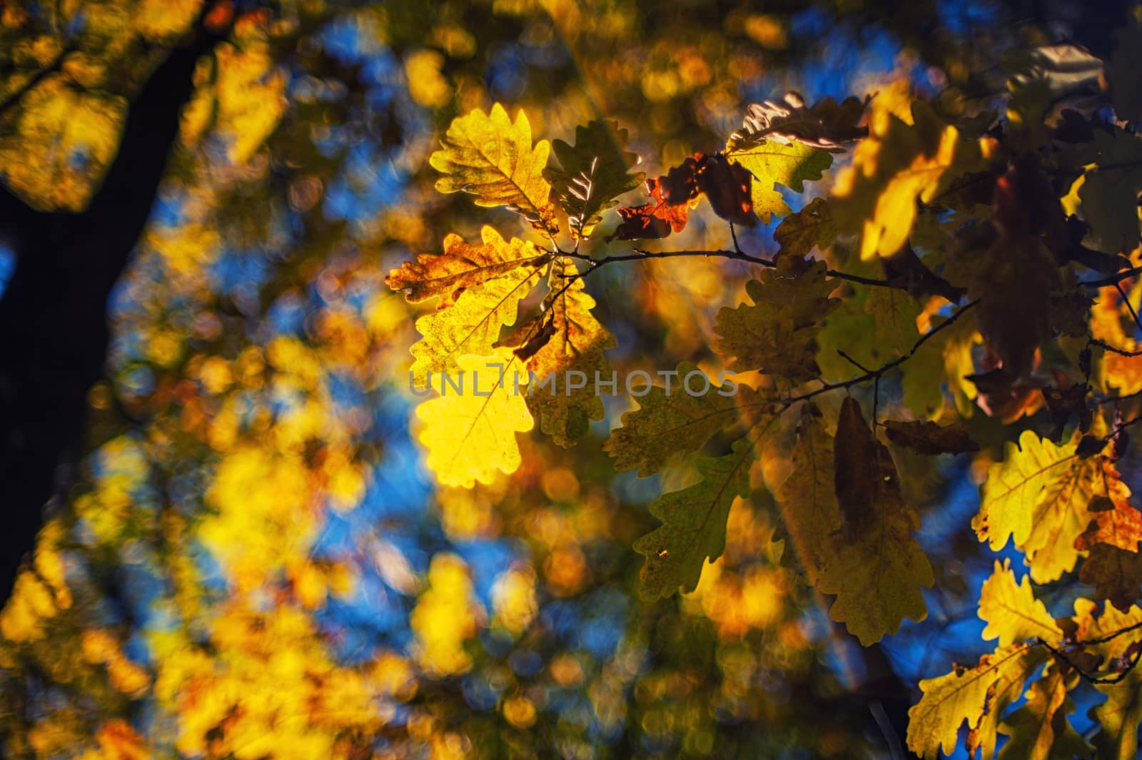 Autumn leaves, for background, very shallow dof
