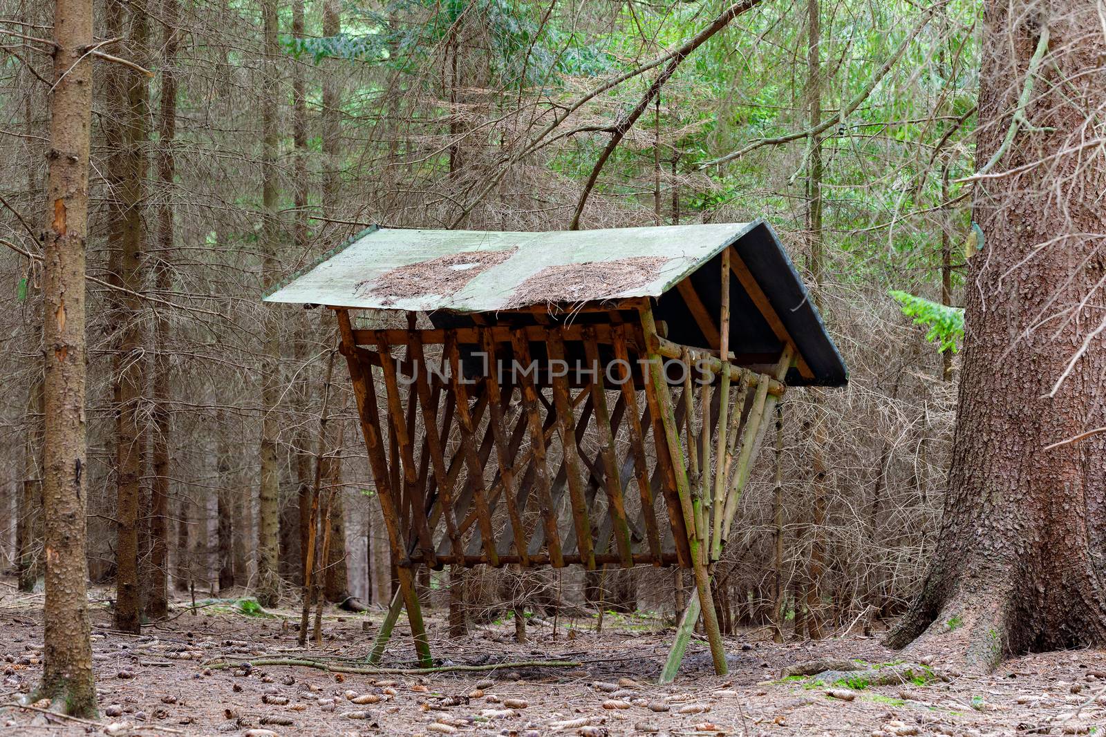 Hunting Feeder with roof for roe deer and wild animals in forest.