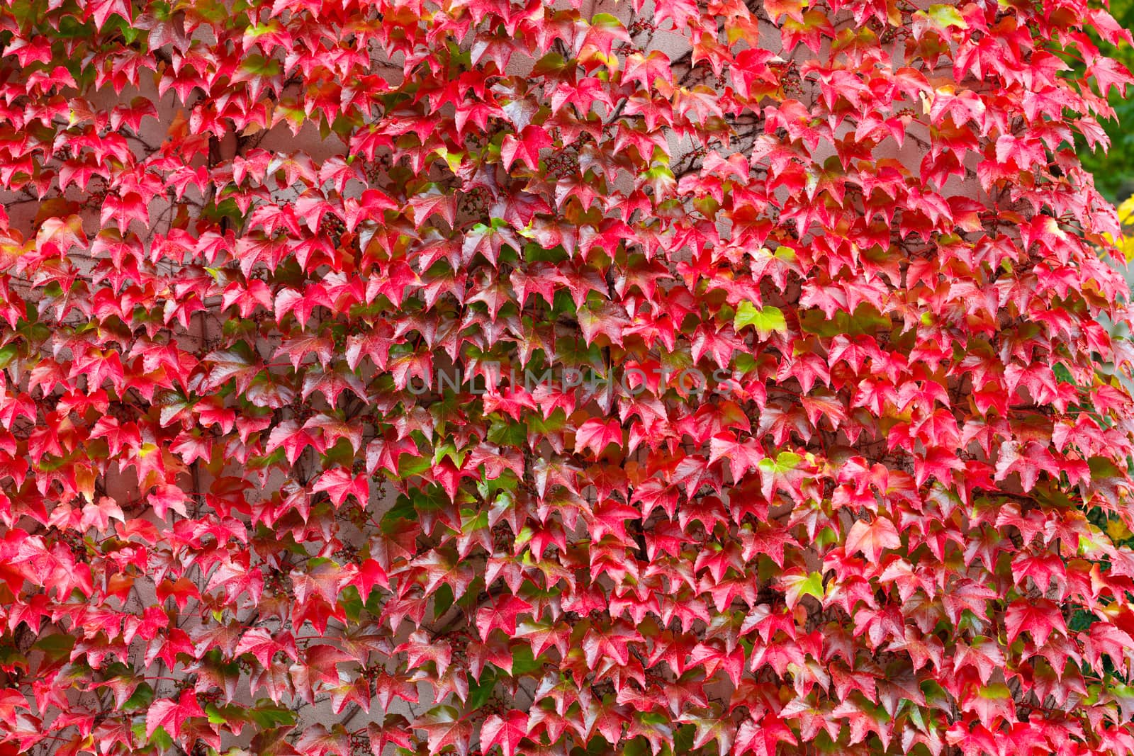 fall autumn background with red leaves for backdrop by artush