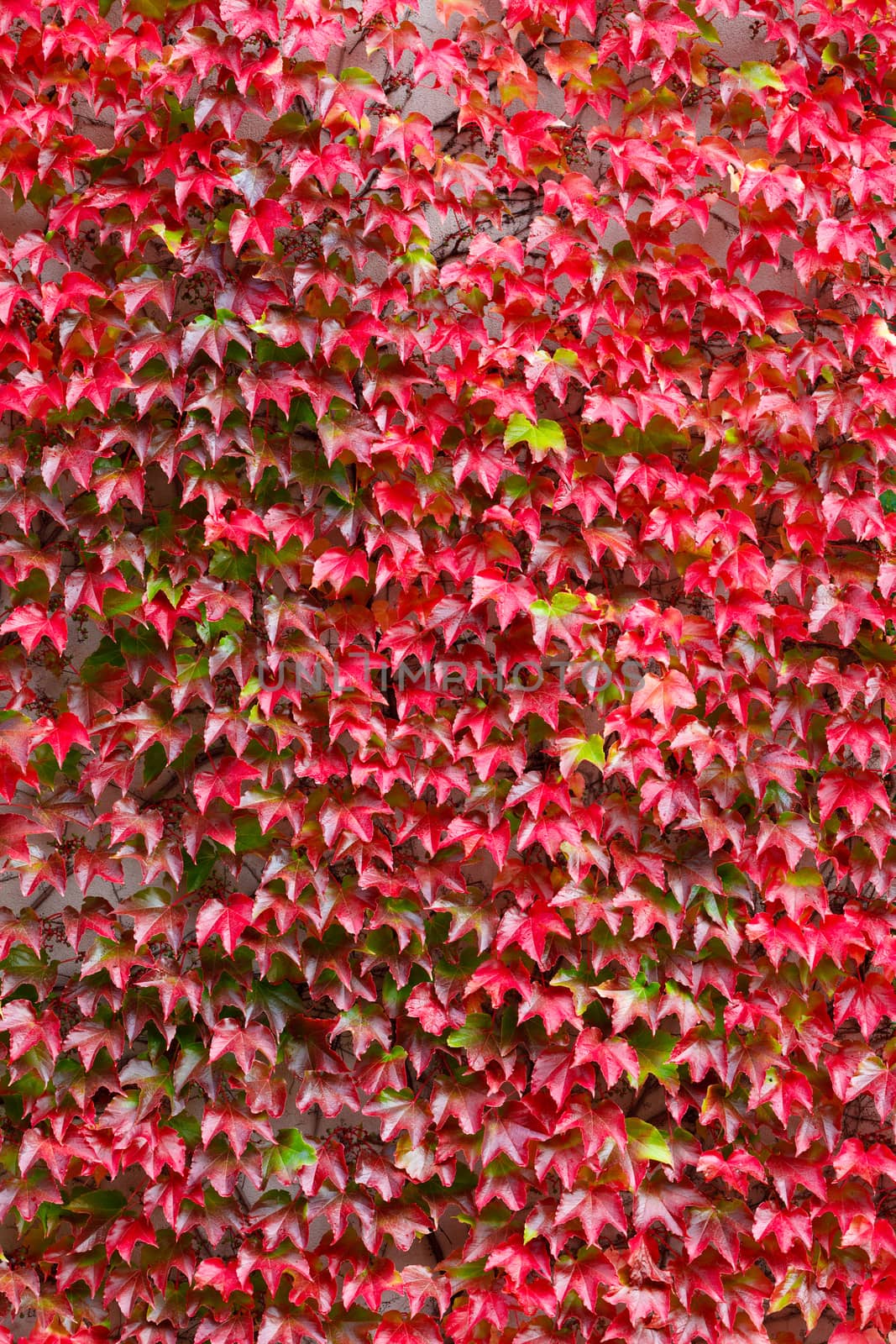fall autumn background with red leaves