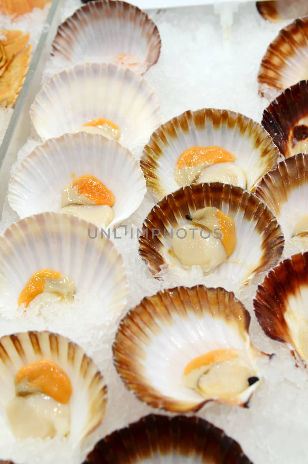 Saucer Scallop Half Shell at fish market in Sydney, New South Wales, Australia