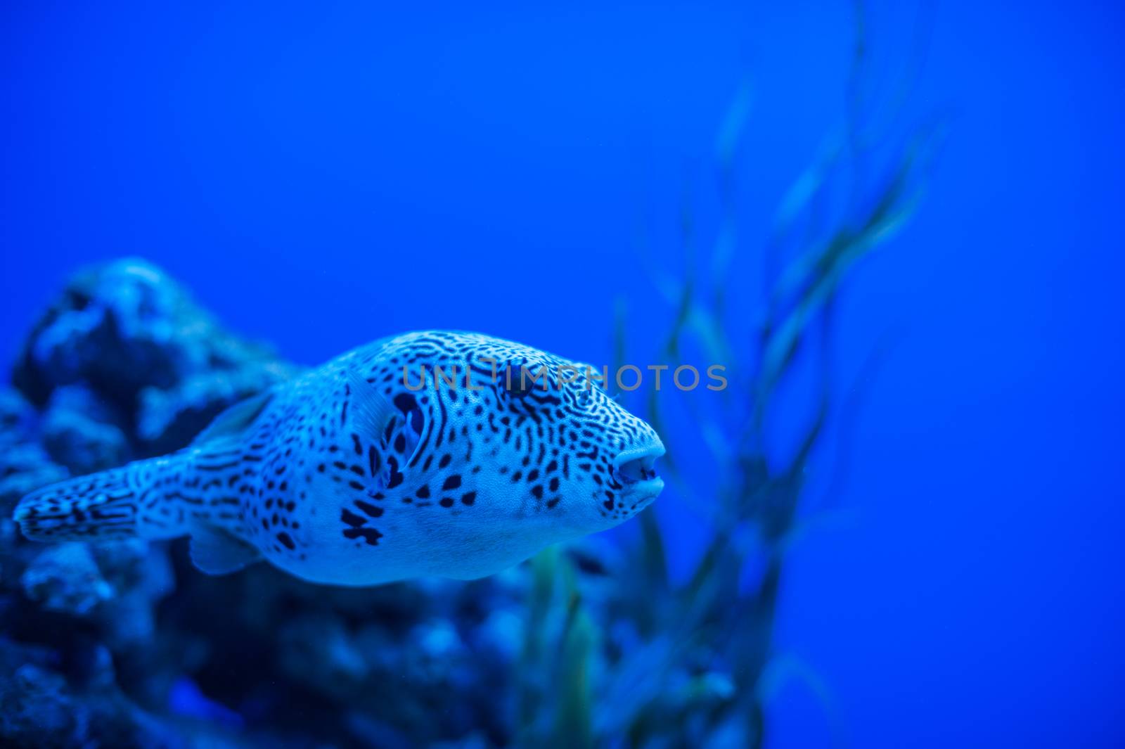 Different marine animals by rusak